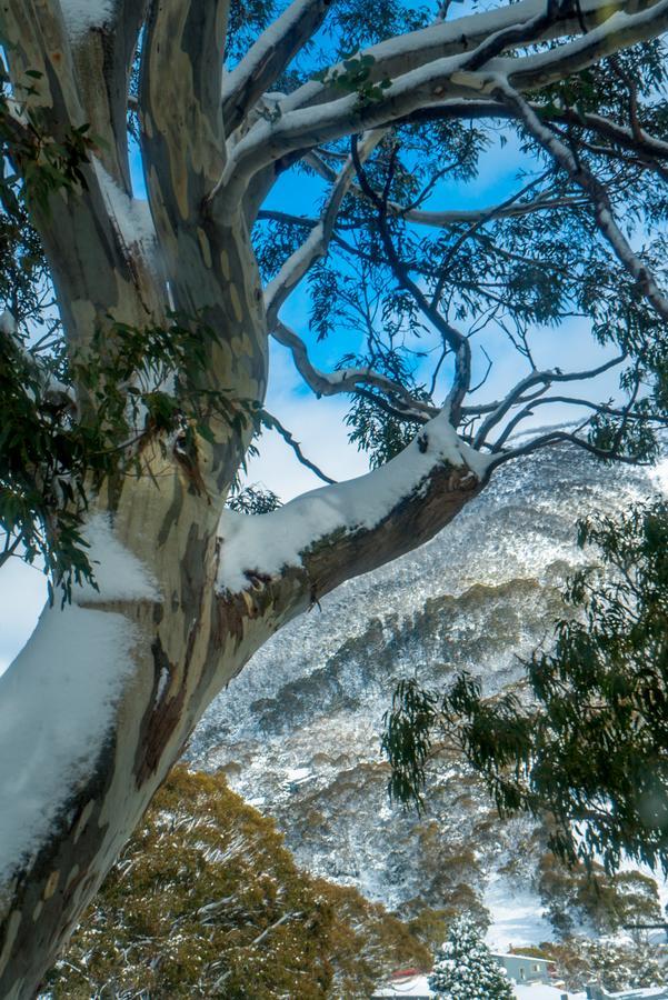Pure Chalet Thredbo Exterior foto